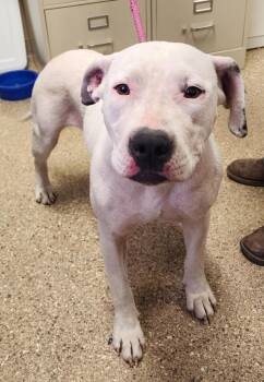 Pit Bull Terrier Dogs Available for Adoption in Great Bend, Kansas - Cheyenne | PetCurious