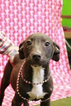 Mixed Breed Dogs Available for Adoption in Dyersburg, Tennessee - Bryan | PetCurious