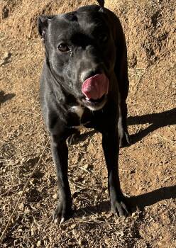 Rescue Labrador Retriever Dogs for Adoption in Lakehead, California - Ellie | PetCurious