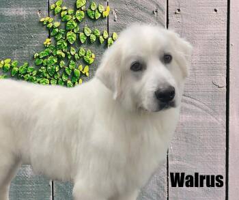 Walrus -  Great Pyrenees Dog for Adoption in Marshville, North Carolina - Walrus | PetCurious