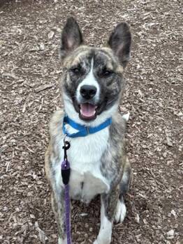 Alaskan Malamute and Pit Bull Terrier Dogs Available for Adoption in Leesburg, Virginia - TIGRE | PetCurious