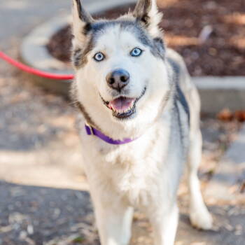 Rescue Husky Dogs for Adoption in Oakland, California - Oskie | PetCurious