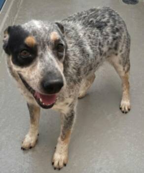 Jensen -  Australian Cattle Dog Blue Heeler Dog for Adoption in Kingman, Arizona - Jensen | PetCurious