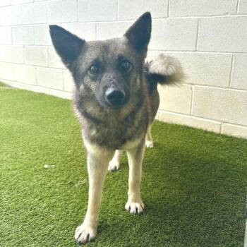 Friendly 5114 -  Norwegian Elkhound Dog for Adoption in Loxahatchee Groves, Florida - Friendly 5114 | PetCurious