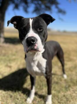 Rescue Pit Bull Terrier Dogs for Adoption in Cleburne, Texas - Diesel | PetCurious