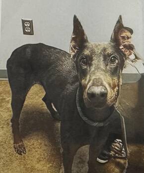 Raze -  Doberman Pinscher Dog for Adoption in Fort Madison, Iowa - Raze | PetCurious