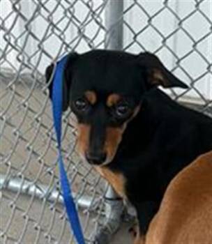 Jackie - URGENT -  Chihuahua Dog for Adoption in Thousand Oaks, California - Jackie - URGENT | PetCurious
