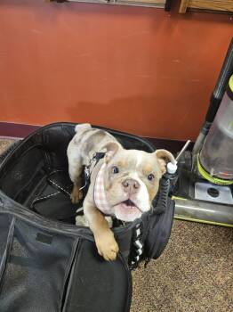 English Bulldog Dogs Available for Adoption in Catasauqua, Pennsylvania - Berle The Merle | PetCurious