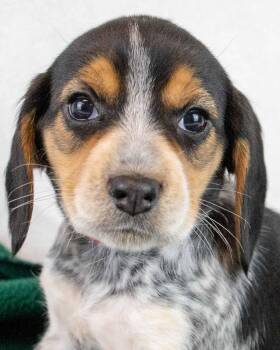 Beagle Dogs Available for Adoption in Kennesaw, Georgia - Sally | PetCurious