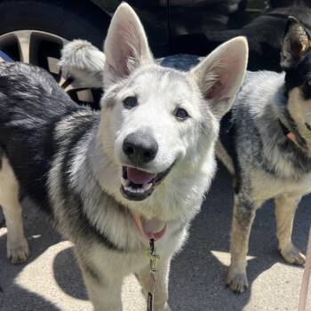 Husky and Mixed Breed Dogs Available for Adoption in Buffalo, Minnesota - Tonie | PetCurious