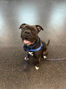 Cane Corso Dogs Available for Adoption in Methuen, Massachusetts - ANGEL | PetCurious