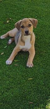 Val -  Labrador Retriever and Beagle Dog for Adoption in Escondido, California - Val | PetCurious