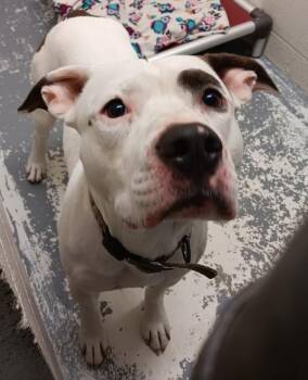 Pit Bull Terrier Dogs Available for Adoption in Vancouver, Washington - Thor | PetCurious