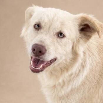 ARENA (OUT OF TOWN) -  Border Collie and Australian Shepherd Dog for Adoption in New York, New York - ARENA (OUT OF TOWN) | PetCurious