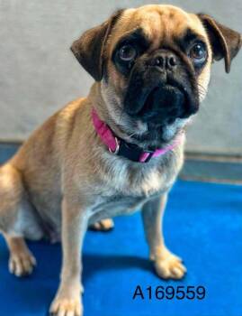 Watermelon -  Pug and Mixed Breed Dog for Adoption in Calgary, Alberta - Watermelon | PetCurious
