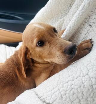 Acorn -  Labrador Retriever Dog for Adoption in Effingham, Illinois - Acorn | PetCurious