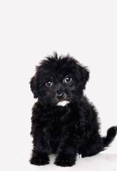 Toon -  Maltipoo and Terrier Dog for Adoption in San Diego, California - Toon | PetCurious