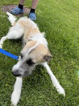 Parson Russell Terrier Dogs Available for Adoption in Houston, Texas - A656630 | PetCurious