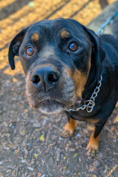 Rescue Mixed Breed Dogs for Adoption in Cincinnati, Ohio - Herbert | PetCurious