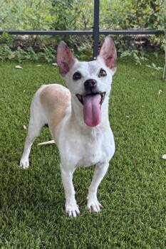 Pookie -  Chihuahua Dog for Adoption in Plant City, Florida - Pookie | PetCurious