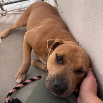 Queen -  Mixed Breed Dog for Adoption in Lake Panasoffkee, Florida - Queen | PetCurious