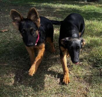 Daisy & Clover -  German Shepherd Dog Dog for Adoption in Davis, California - Daisy & Clover | PetCurious