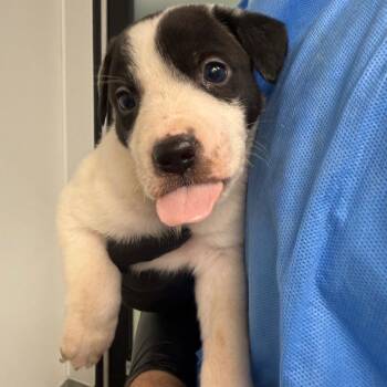 Bob -  Australian Shepherd and Australian Cattle Dog Blue Heeler Dog for Adoption in Abilene, Texas - Bob | PetCurious