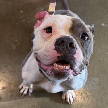 Pink Moscato -  Pit Bull Terrier Dog for Adoption - Pink Moscato | PetCurious