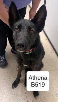 German Shepherd Dog and Belgian Shepherd Malinois Dogs Available for Adoption - Athena | PetCurious