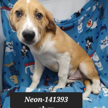 Neon -  German Shepherd Dog and Catahoula Leopard Dog Dog for Adoption in New Tazewell, Tennessee - Neon | PetCurious