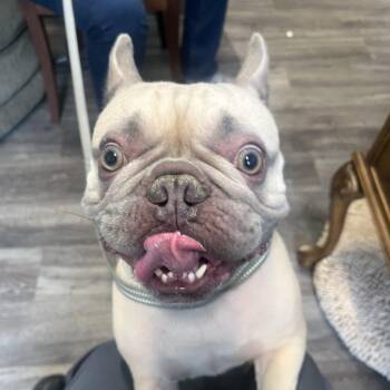 Chaii -  French Bulldog Dog for Adoption in Middletown, New York - Chaii | PetCurious