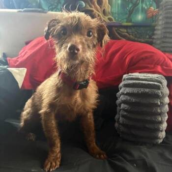 Winston *Arriving 10/10* D12668 -  Poodle and Schnauzer Dog for Adoption - Winston *Arriving 10/10* D12668 | PetCurious
