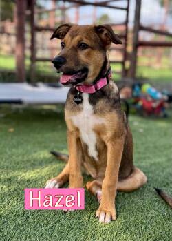 Hazel -  Hound Dog for Adoption in Fort Worth, Texas - Hazel | PetCurious