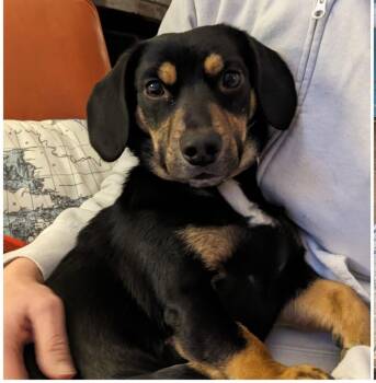 Nizzy -  Dachshund and Beagle Dog for Adoption in Plain City, Ohio - Nizzy | PetCurious