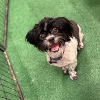 Tilly -  Shih Tzu Dog for Adoption in Phoenix, Arizona - Tilly | PetCurious