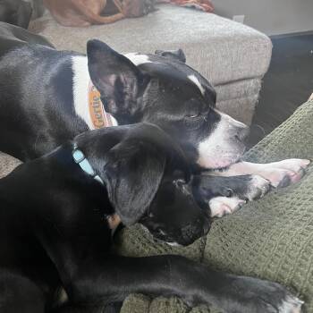 Glitter -  Black Labrador Retriever and Mixed Breed Dog for Adoption in Springboro, Ohio - Glitter | PetCurious