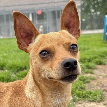 Chihuahua Dogs Available for Adoption in Godfrey, Illinois - Jasper | PetCurious
