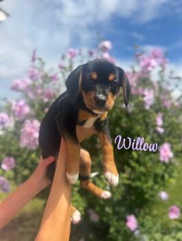 Willow -  Beagle Dog for Adoption in West Falls, New York - Willow | PetCurious