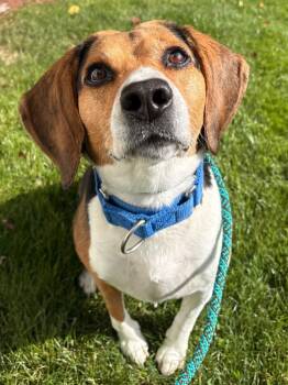 Elvis -  Beagle Dog for Adoption in Fall River, Massachusetts - Elvis | PetCurious