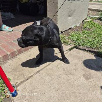 American Bulldog Dogs Available for Adoption in San Antonio, Texas - STAR | PetCurious