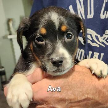 Shepherd and Mixed Breed Dogs Available for Adoption in Normal, Illinois - Ava | PetCurious
