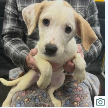 Terrier Dogs Available for Adoption - Clarabelle | PetCurious