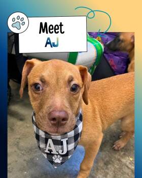AJ -  Belgian Shepherd Malinois Dog for Adoption in Sulphur, Kentucky - AJ | PetCurious