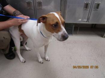 Pit Bull Terrier and Catahoula Leopard Dog Dogs Available for Adoption in Marietta, Georgia - Rocky(110) | PetCurious