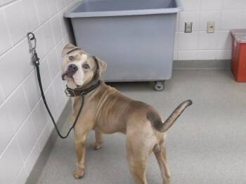 ROCKY -  American Bulldog and Mixed Breed Dog for Adoption in Omaha, Nebraska - ROCKY | PetCurious