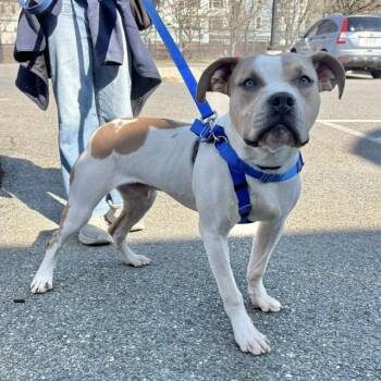 Pit Bull Terrier Dogs Available for Adoption in Boston, Massachusetts - DIEGO | PetCurious