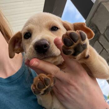 Rip -  Yellow Labrador Retriever and Mixed Breed Dog for Adoption in Marshall, Texas - Rip | PetCurious