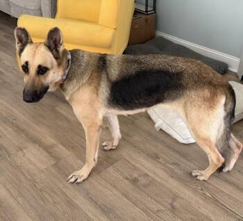 Emma -  German Shepherd Dog Dog for Adoption in Irmo, South Carolina - Emma | PetCurious