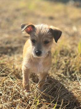 Dusty -  Terrier Dog for Adoption in Penryn, California - Dusty | PetCurious