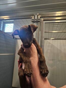Jack Skellington -  Doberman Pinscher Dog for Adoption in Bloomington, Indiana - Jack Skellington | PetCurious